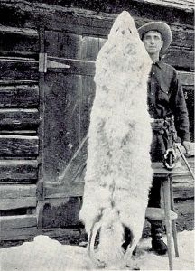 Montana_wolf_100_lbs_1928_Young_&_Goldman_USFWS